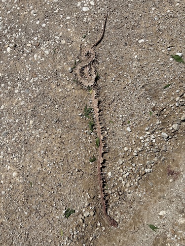 Western Ratsnake observed by ict_brick