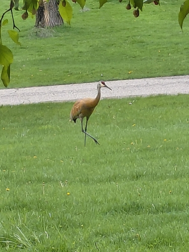 Sandhill Crane observed by frogstar_