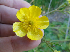 Ranunculus neapolitanus