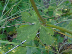 Ranunculus neapolitanus