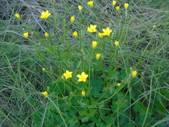 Ranunculus neapolitanus