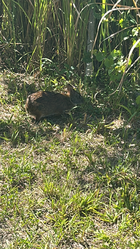 Marsh Rabbit observed by sws513