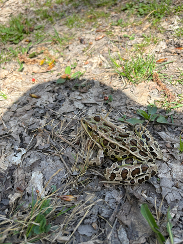 Northern Leopard Frog observed by ian13704