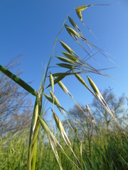 Avena sterilis