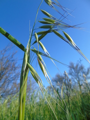 Avena sterilis