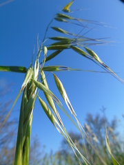 Avena sterilis