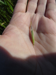 Avena sterilis