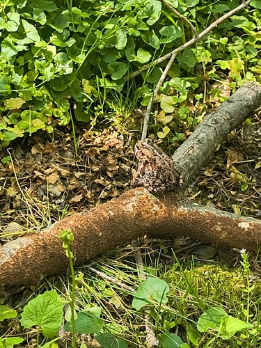 American Toad observed by redstone2