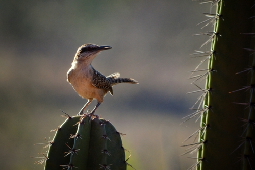 Campylorhynchus humilis