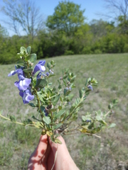 Scutellaria wrightii