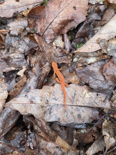 Eastern Newt observed by cwright27