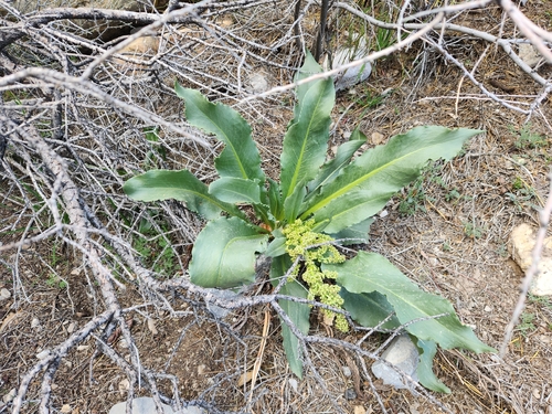 Rumex hymenosepalus, photograph 2