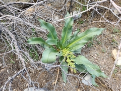 Rumex hymenosepalus, photograph author not stated, no rights reserved