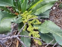 Rumex hymenosepalus, photograph author not stated, no rights reserved