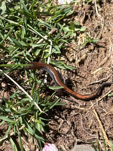 Eastern Red-backed Salamander observed by monikahp