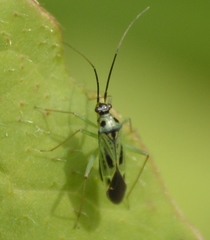 Ilnacora malina