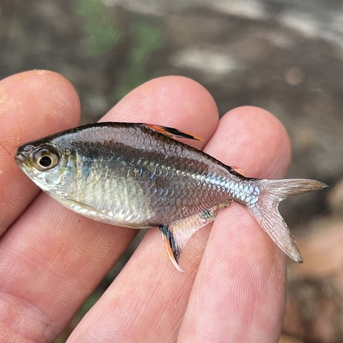Moenkhausia tetra (Moenkhausia hemigrammoides) — Characidae — 2