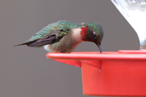 Ruby-throated Hummingbird observed by biomule