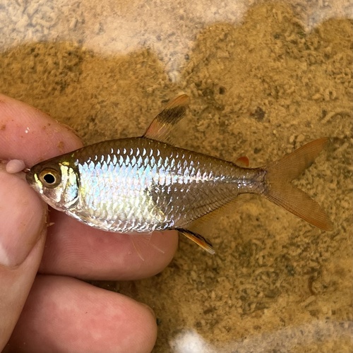 Moenkhausia tetra (Moenkhausia hemigrammoides) — Characidae — 5