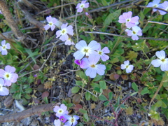 Malcolmia maritima