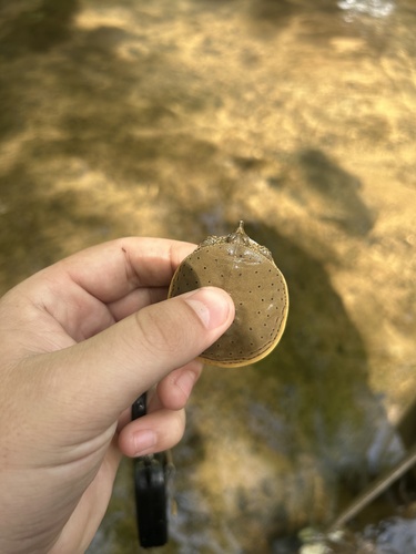 Spiny Softshell observed by hannjacob