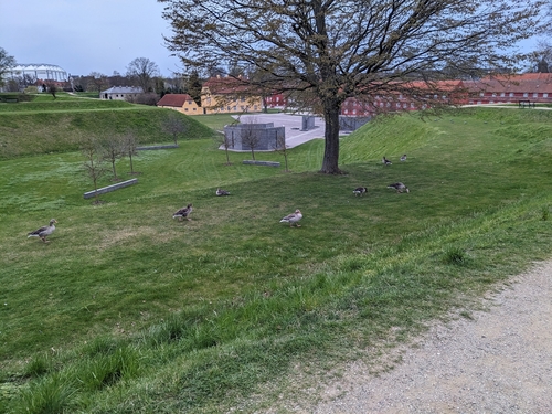 Graylag Goose observed by tomvida