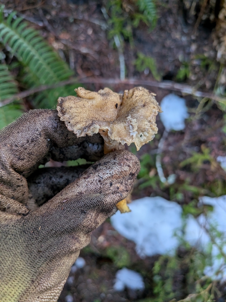 Craterellus tubaeformis · April 2026 · photo: © sylvaingerard (iNaturalist, cc-by)