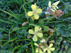Enarthrocarpus arcuatus