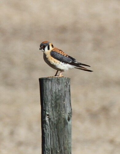 American Kestrel observed by sbbrown