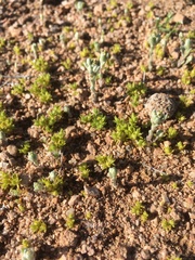 Loeflingia squarrosa