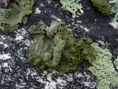 Lasallia pensylvanica