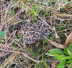 Anaxyrus terrestris