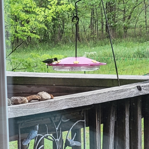 Ruby-throated Hummingbird observed by lilyghen4700