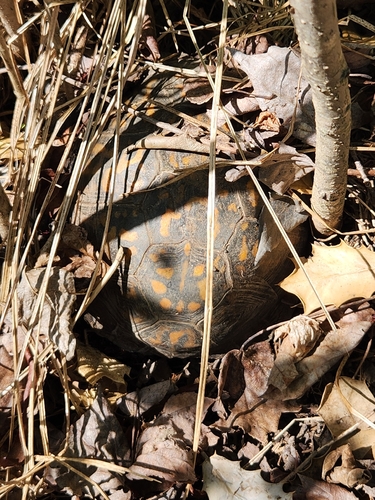 Common Box Turtle observed by norserv