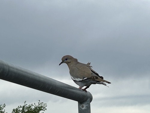 White-winged Dove observed by jblinde