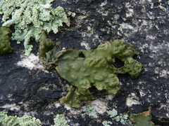 Lasallia pensylvanica