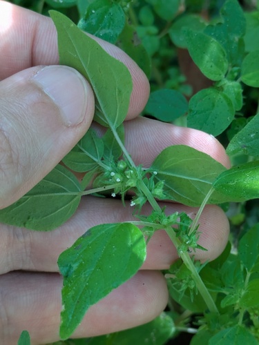 Parietaria floridana, photograph 3