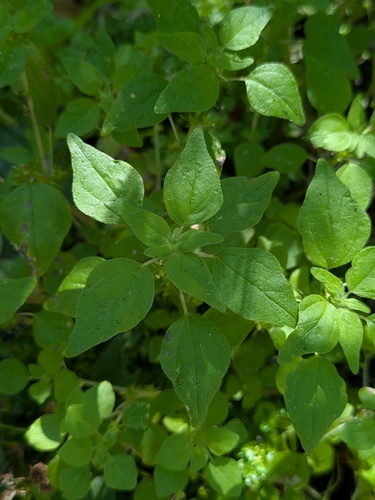Parietaria floridana, photograph 2