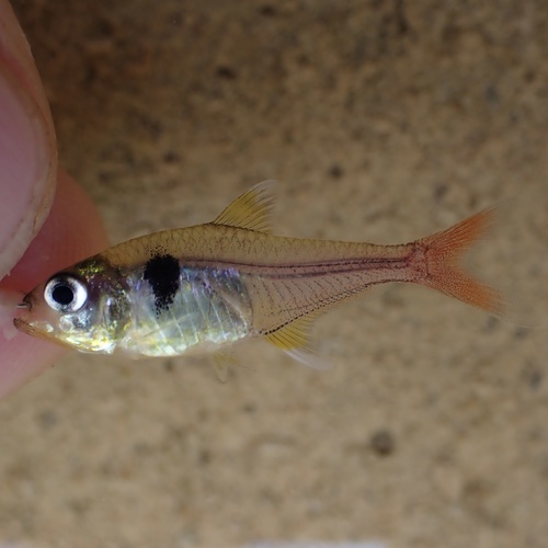 Yellow flag tetra (Hyphessobrycon roseus) — Characidae — 2