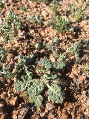 Eriogonum thurberi