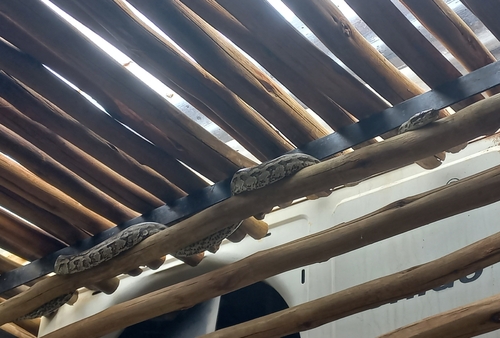 Southern African Python