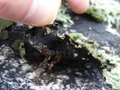 Lasallia pensylvanica