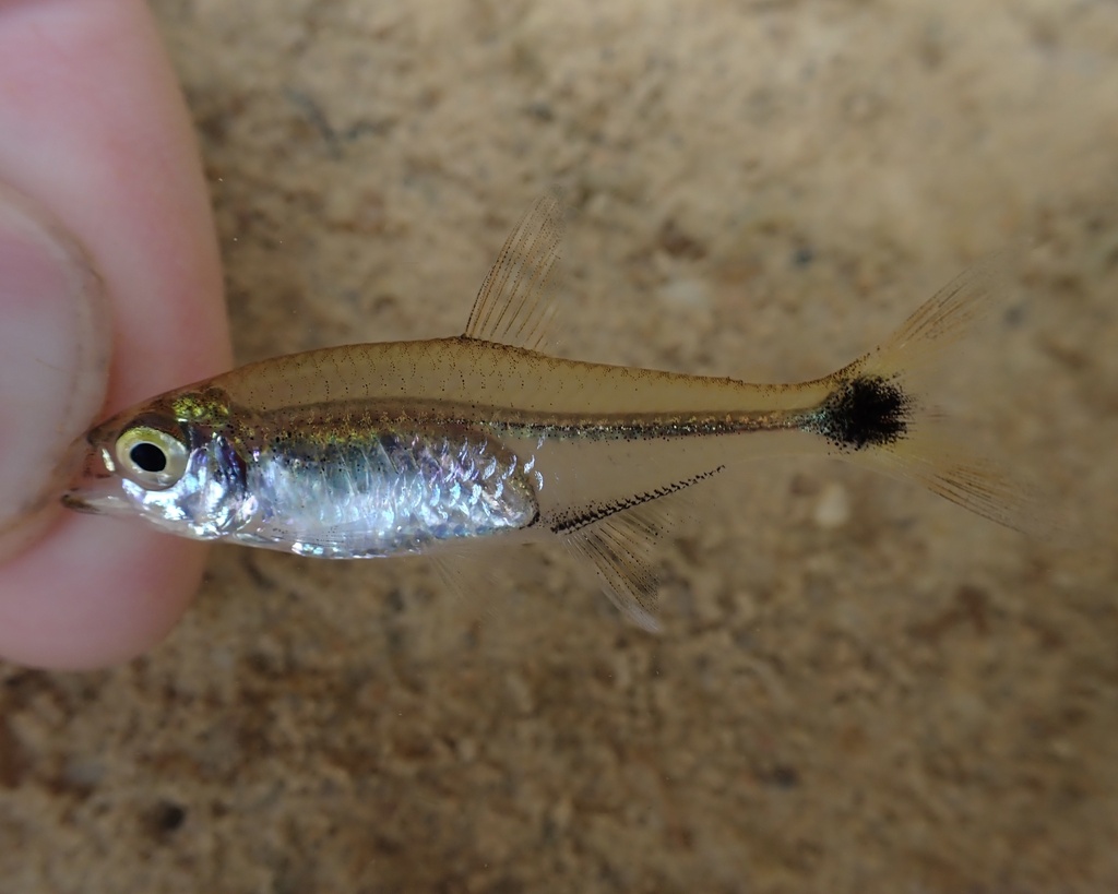 Boeseman's tetra (Hemigrammus boesemani) — Characidae