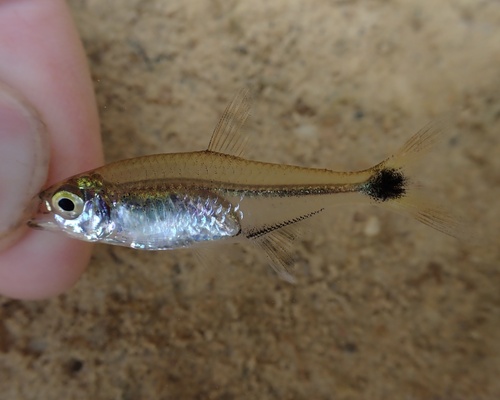 Boesemans tetra (Hemigrammus boesemani) — Characidae