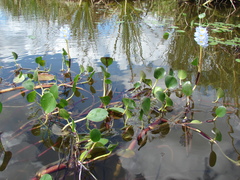 Pontederia subovata