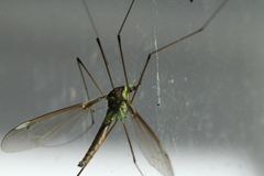 Leptotarsus albistigma