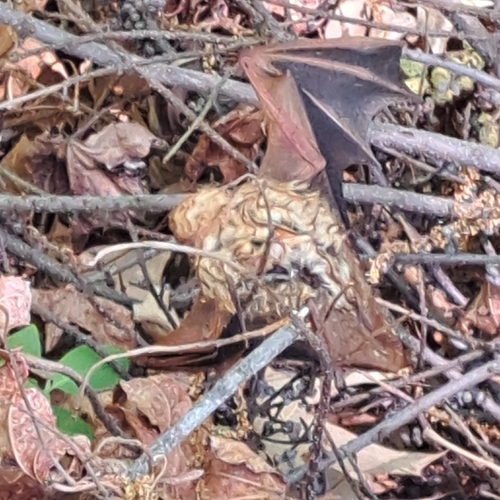 Eastern Red Bat observed by slickenninja457