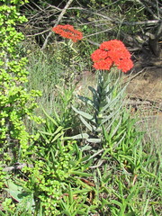 Crassula perfoliata coccinea