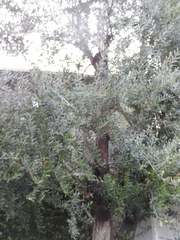 Olea europaea europaea