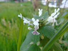 Lamium bifidum